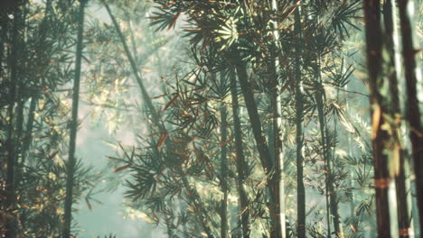 Bosque-De-Bambú-Asiático-Con-Luz-Solar-Matutina